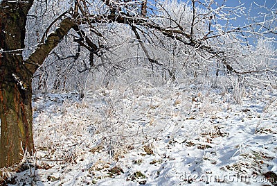 Frosty white winter landscape Stock Photo