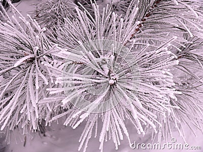 Frost on the branches of pine Stock Photo