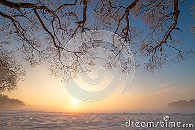 Frosty winter evening. Trees branches with frost on blue sky background. Stock Photo
