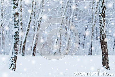 Frosty winter landscape in snowy forest. Pine branches covered with snow in cold winter weather. Stock Photo