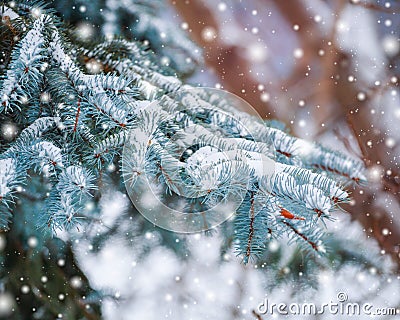 Frosty winter landscape in snowy forest. Pine branches covered with snow in cold winter weather. Christmas background with fir Stock Photo