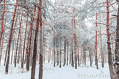 Frosty winter landscape in snowy forest. Pine branches covered with snow in cold winter weather. Stock Photo