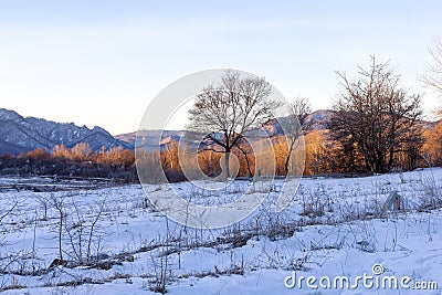 Frosty winter morning in nature, warm morning light on the background of snow, shrubs and trees in patterns of frost. Stock Photo