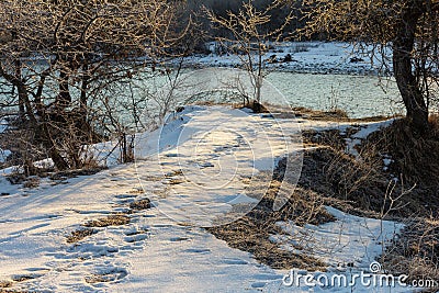 Frosty winter morning in nature, warm morning light on the background of snow, shrubs and trees in patterns of frost. Stock Photo