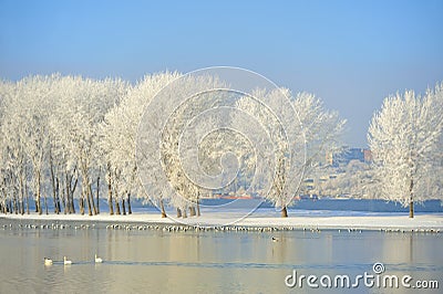Frosty winter trees Stock Photo
