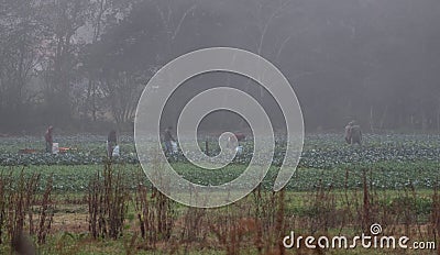 Froup of peasants working in the agricultural land early in the morning under fog in Chiapas Mexico Editorial Stock Photo