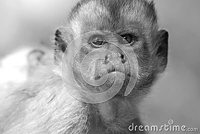 Frowning monkey face Stock Photo