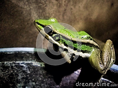 Froze the frog family Has a beautiful green color Stock Photo