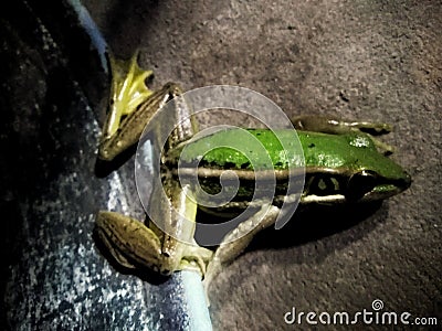 Froze the frog family Has a beautiful green color Stock Photo