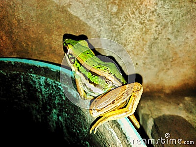 Froze the frog family Has a beautiful green color. Stock Photo