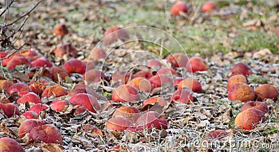 Frozen apples in an apple orchard on early sunny december morinig Stock Photo