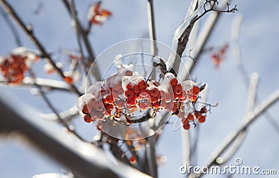 Frozen ashberry Stock Photo