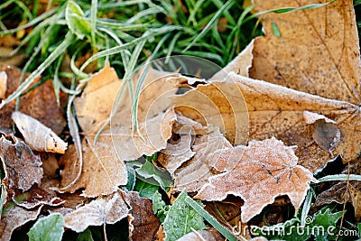 Frozen autumn natural close up colorfull red, green, yellow leaves. Stock Photo