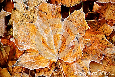 Frozen autumn natural close up colorfull red, green, yellow leaves. Stock Photo