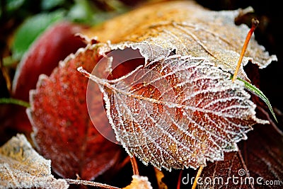 Frozen autumn natural close up colorfull red, green, yellow leaves. Stock Photo