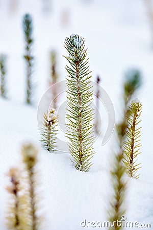 Frozen baby fir Stock Photo
