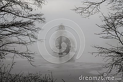 Frozen Bald Cypress Trees Framed by Branches Stock Photo