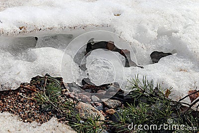 Frozen Baltic Sea, Stones and Spruce Branches Stock Photo