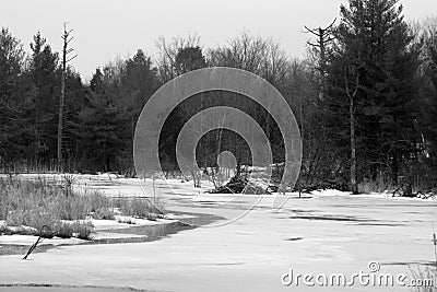 Frozen Beaver Pond Stock Photo