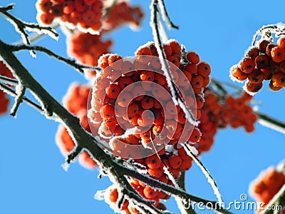 frozen berries Stock Photo