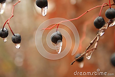 Frozen Berries Stock Photo