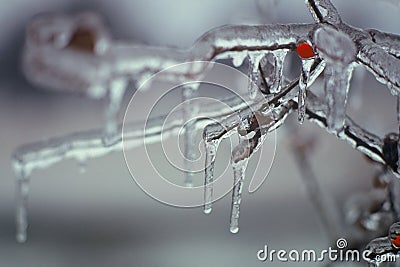 Frozen Berry Stock Photo