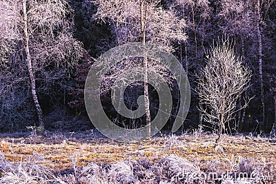 Frozen Birches Stock Photo