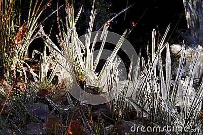 Frozen blades of grass. Stock Photo