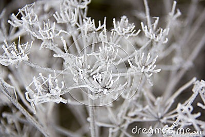 Frozen blades of grass, Icy blade of grass. Stock Photo