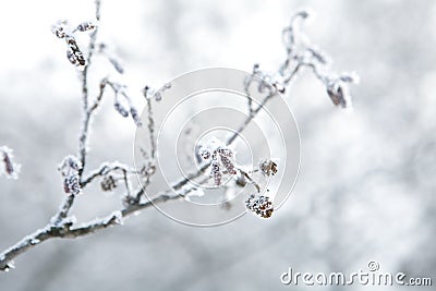 Frozen branch Stock Photo