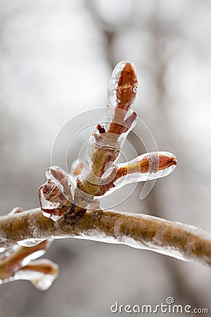 Frozen branch Stock Photo