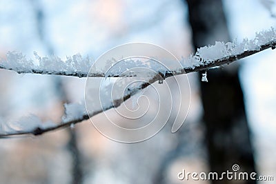 Texture of frost close up - black tree branches and white snow, winter lace fros Stock Photo