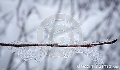 Frozen branch on winter Stock Photo