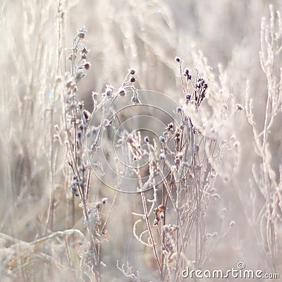 Frozen branches with buds, plants. Nature in winter. Stock Photo