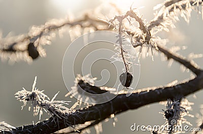 Frozen branches in sunlight Stock Photo