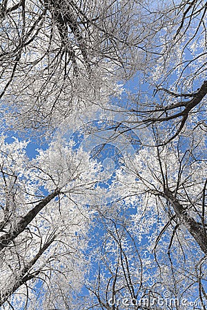 Frozen branches of trees in winter forest in Lithuania Stock Photo