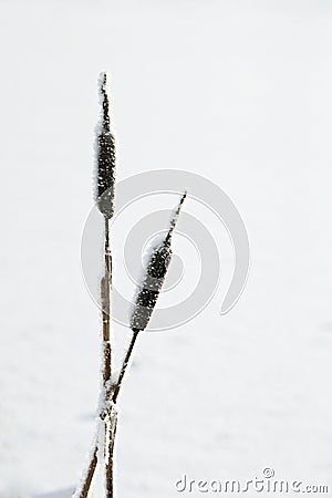 Frozen Bullrush Stock Photo