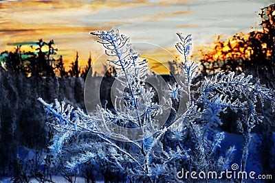 Frozen bush at sunset, winter in Russia Stock Photo