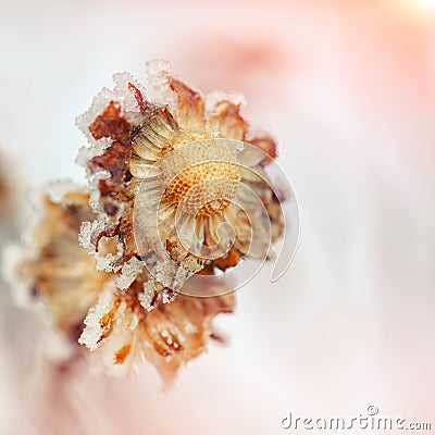 Frozen chrysanthemum at sunset Stock Photo