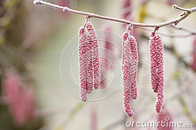 Frozen common hazel branch and male catkins covered with ice, abstract nature background, early spring Stock Photo