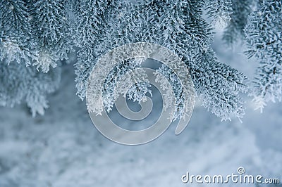 Frozen coniferous branches in white winter Stock Photo