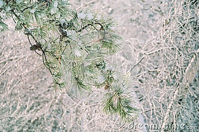 Frozen crystal forest. Stock Photo