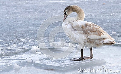 Frozen Danube river in Belgrade, Serbia Editorial Stock Photo