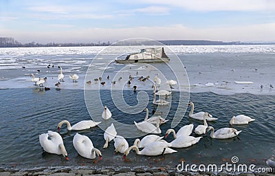 Frozen Danube river in Belgrade, Serbia Editorial Stock Photo