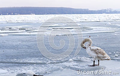 Frozen Danube river in Belgrade, Serbia Editorial Stock Photo