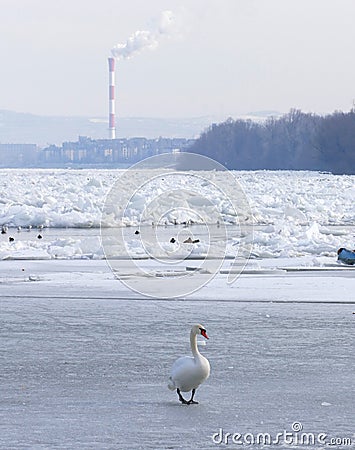 Frozen Danube river in Belgrade, Serbia Editorial Stock Photo