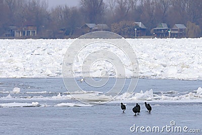 Frozen Danube river in Belgrade, Serbia Editorial Stock Photo