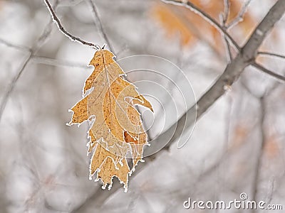 Frozen dried brown oak leaf Stock Photo
