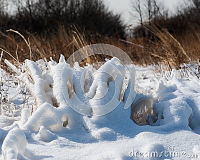 Frozen dried grass vegetations covered with thick layer of hoar frost and white snow on a sunny winter Stock Photo