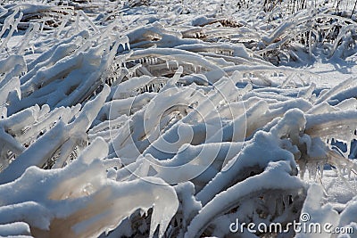 Frozen dried grass vegetations covered with thick layer of hoar frost and white snow on a sunny winter Stock Photo